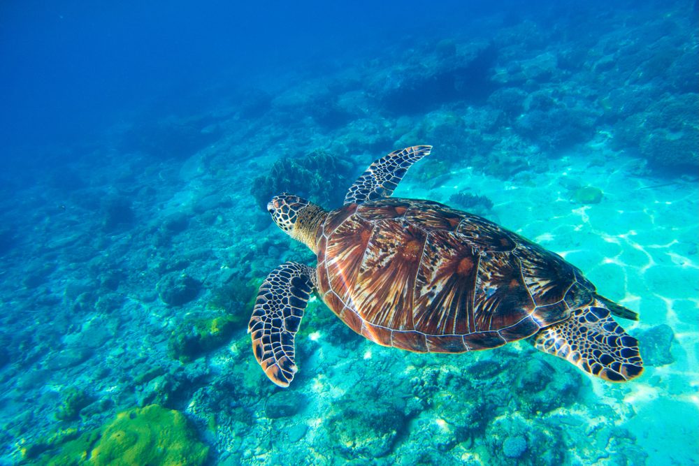 turtles